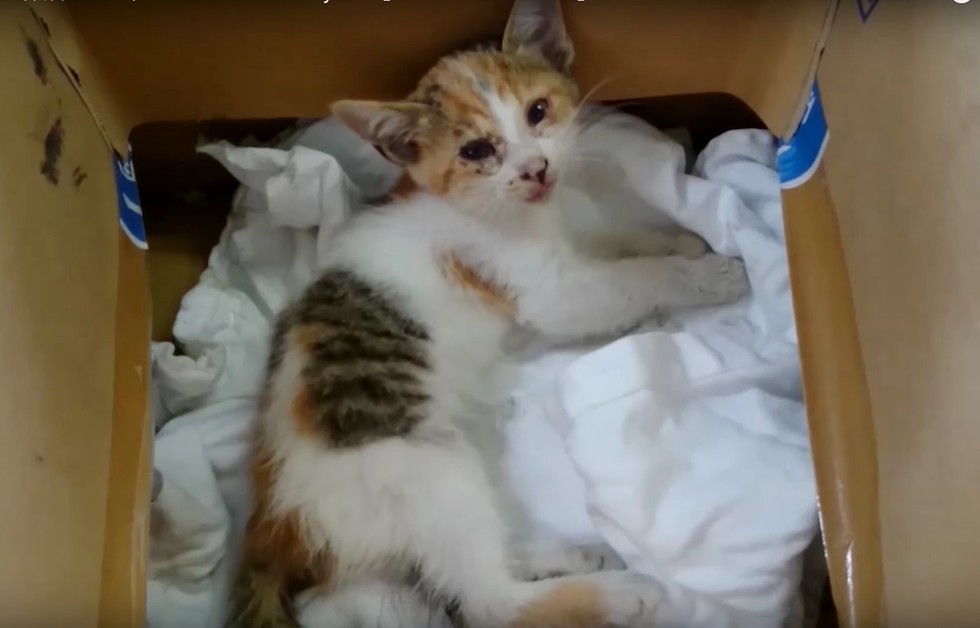 kitten recovering in a box in her new home