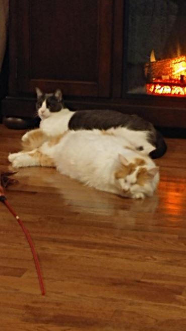 martin and mr. pinkerton cuddling by the fire