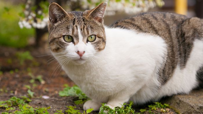 cat pictures