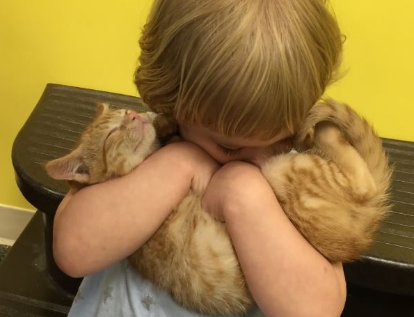 cat pictures