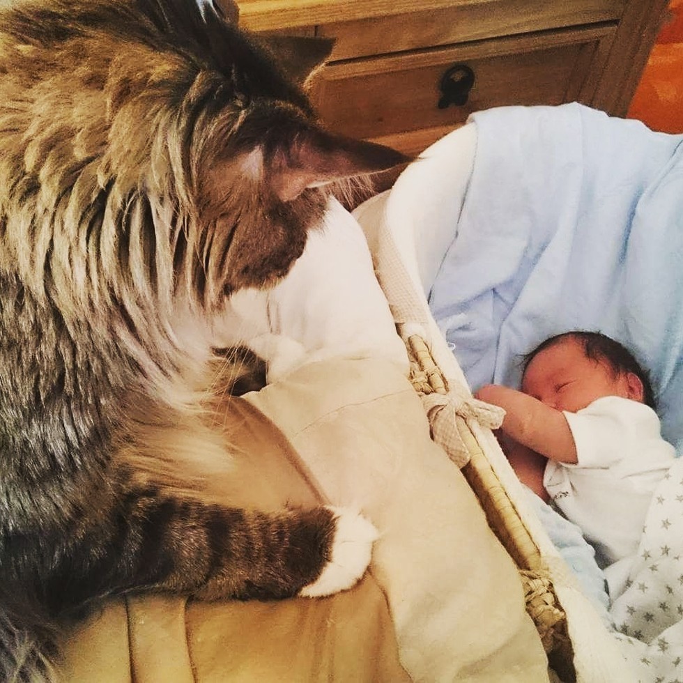 ludo the cat watching over his baby brother