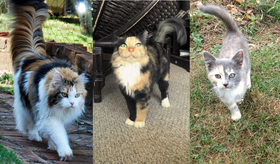 cat pictures