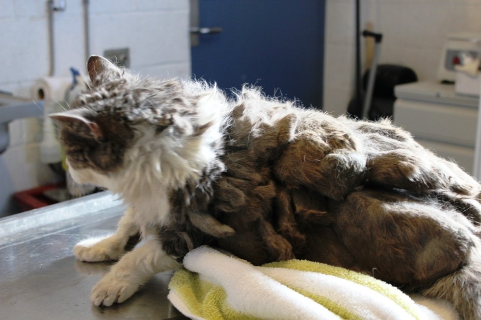 scarlett with terrible matted fur