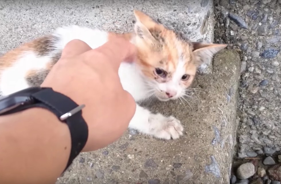 kitten lying on the ground