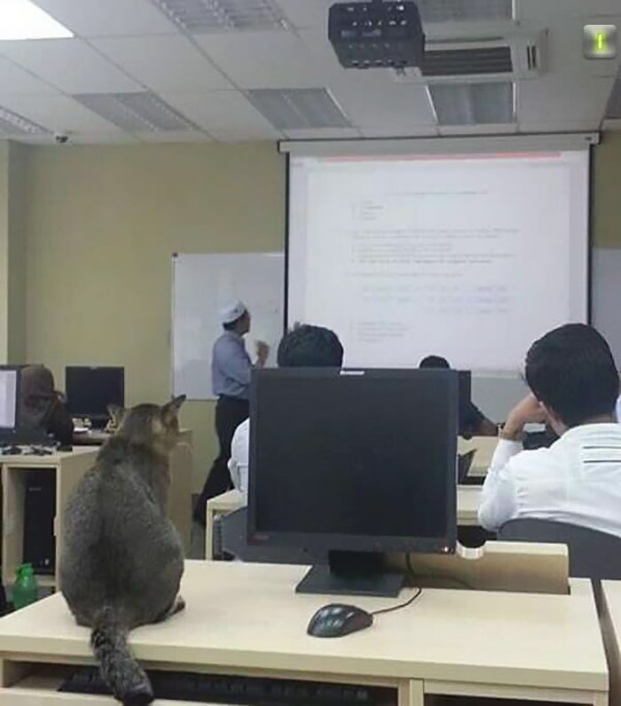 Cat walks into university lecture and does the most relatable thing ever