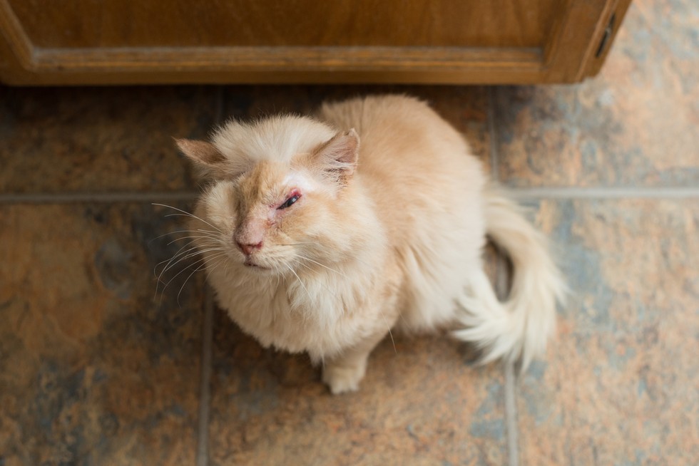 tommy recovered from the vet