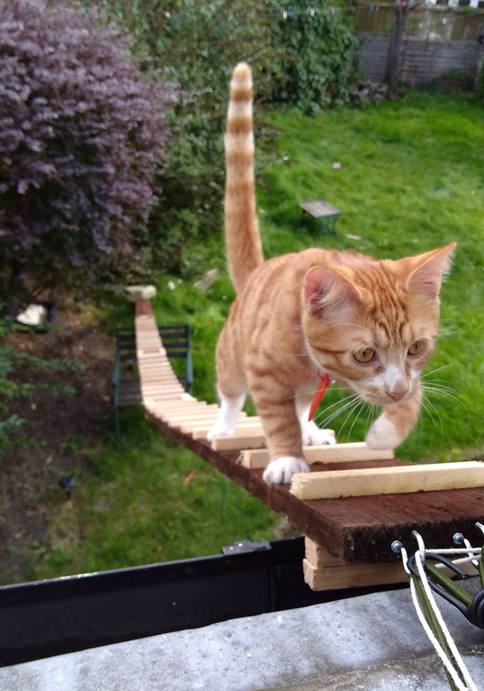 When his landlord banned cat flaps, this guy brilliantly built a ladder