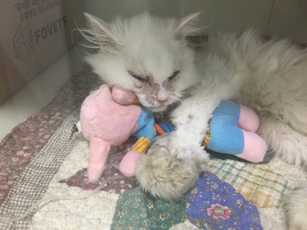 jon snow the cat at the vet