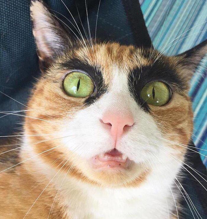 crazy eyebrow cat 1