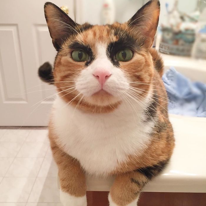crazy eyebrow cat 9