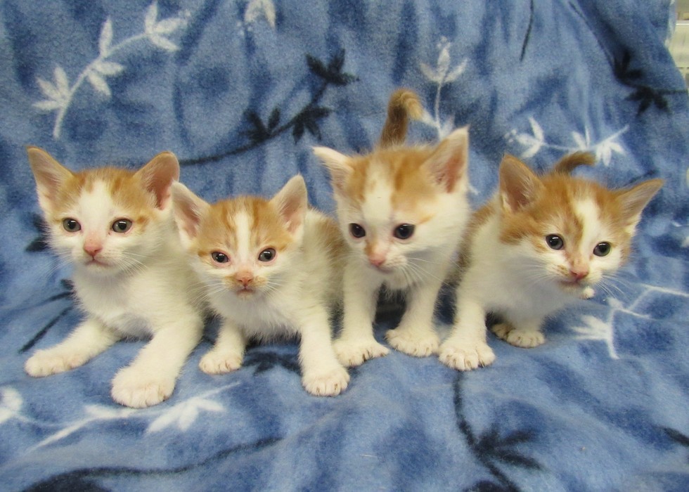 polydactyl kittens