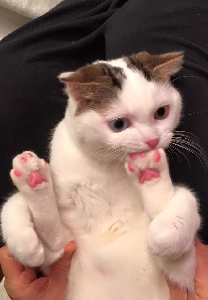 toe beans 6