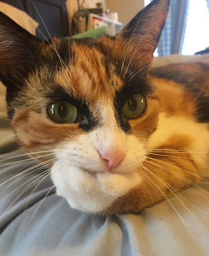 crazy eyebrow cat 3