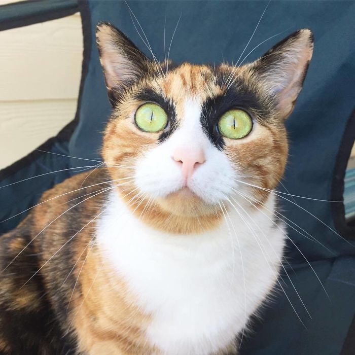 crazy eyebrow cat 6