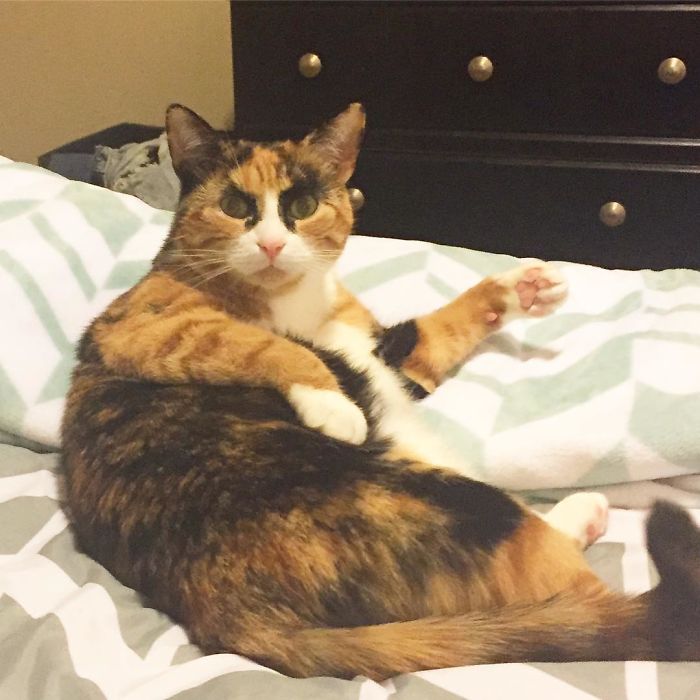 crazy eyebrow cat 5