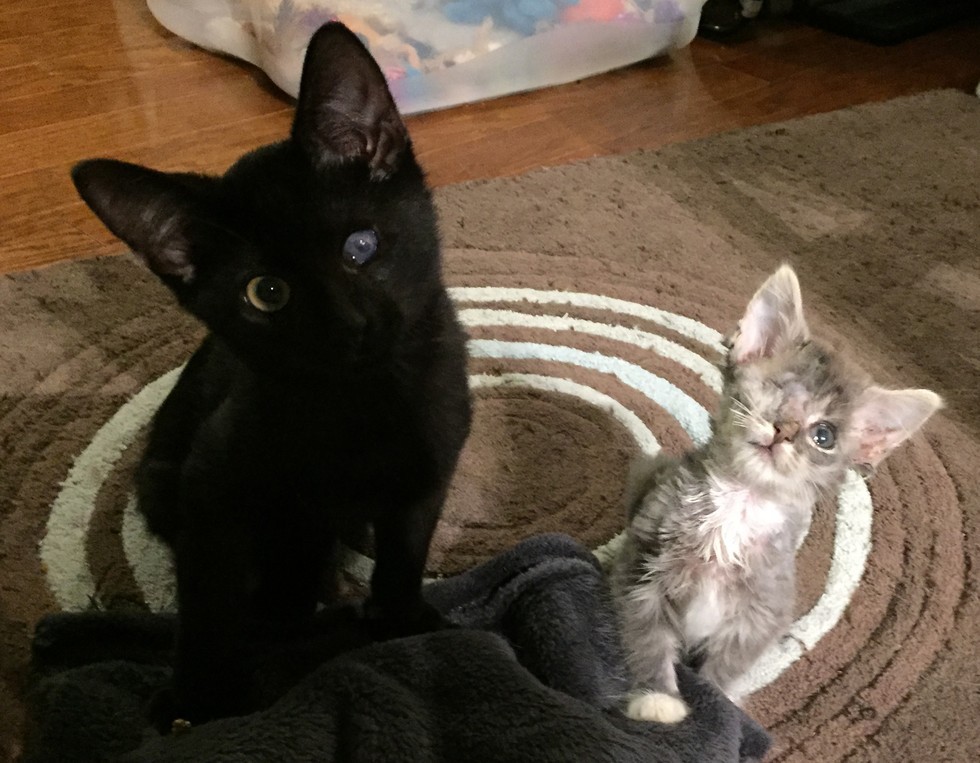 zombiecat and frankenkitten posing for the camera