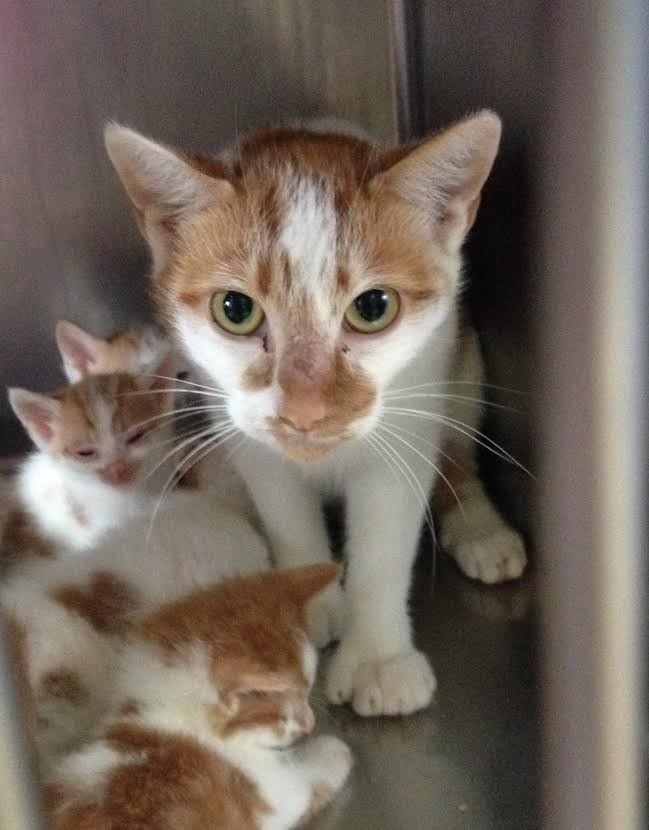 mama cat with her kittens