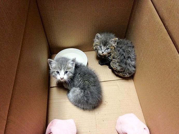py and mannie rescued in a box