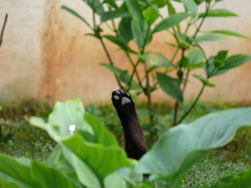 toe beans 5
