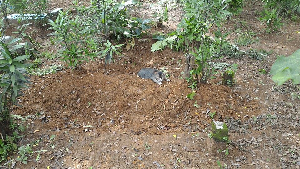 kitty hanging out at the grave