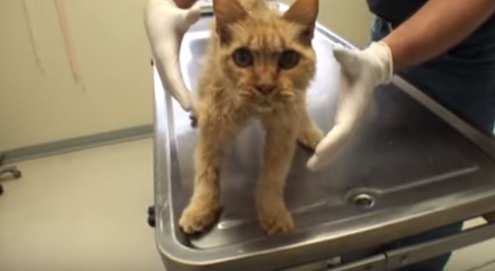 kitty at vet ranch on the table