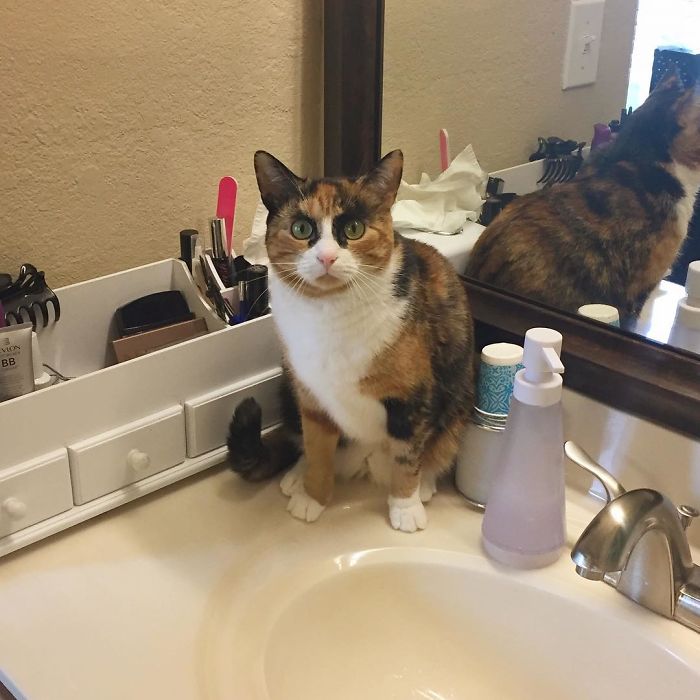 crazy eyebrow cat 7