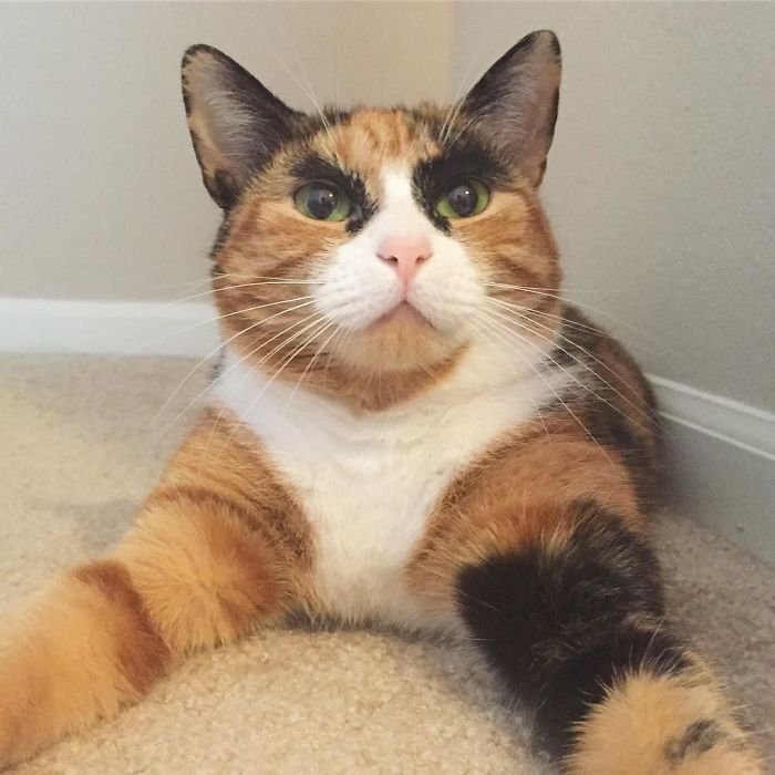 crazy eyebrow cat 8