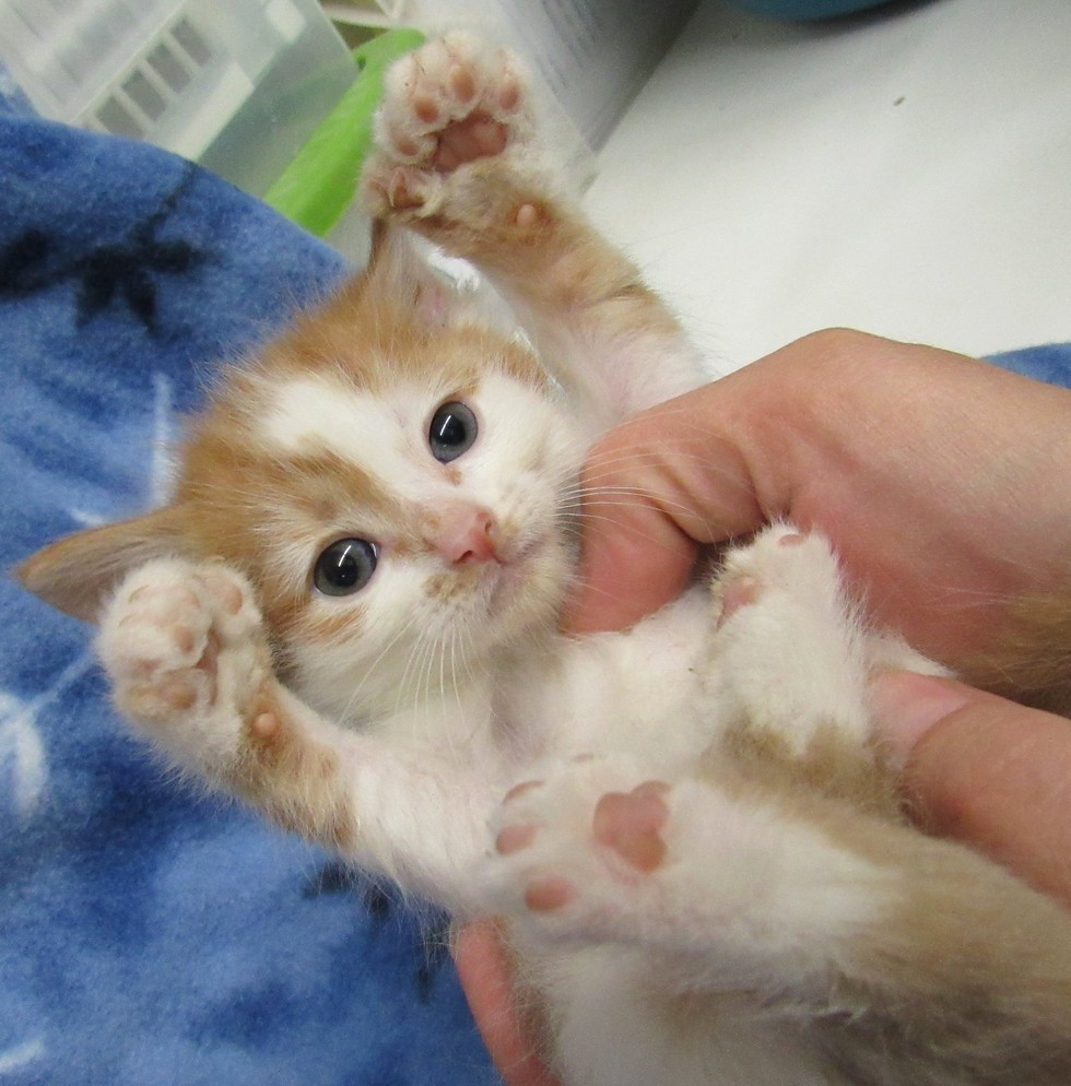 wally the kitten