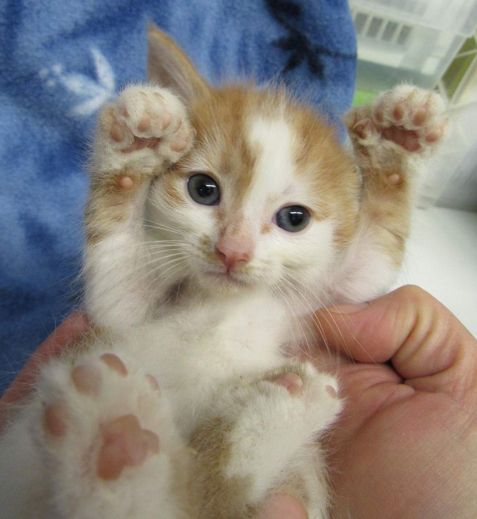 wally the kitten with extra toes