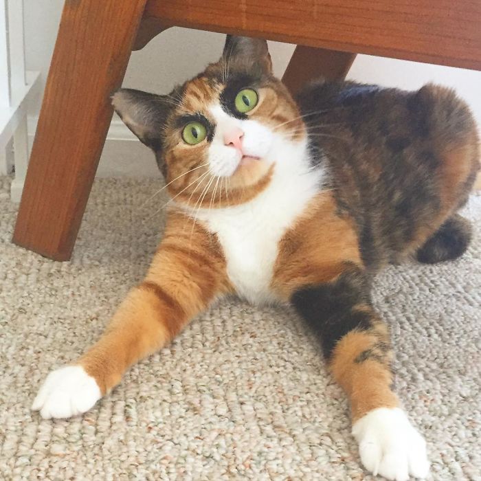 crazy eyebrow cat 2