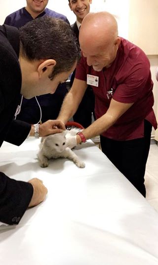 stray cat in hospital