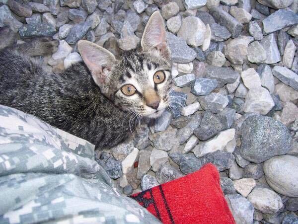 felix the kitten