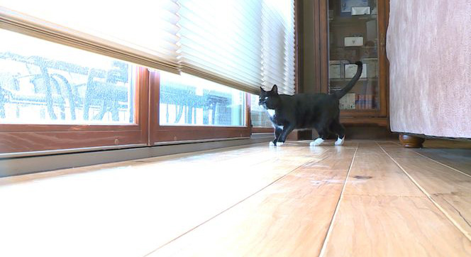 mittens the cat 4