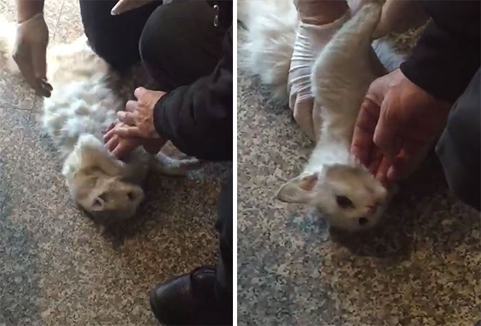staff performing CPR on stray cat