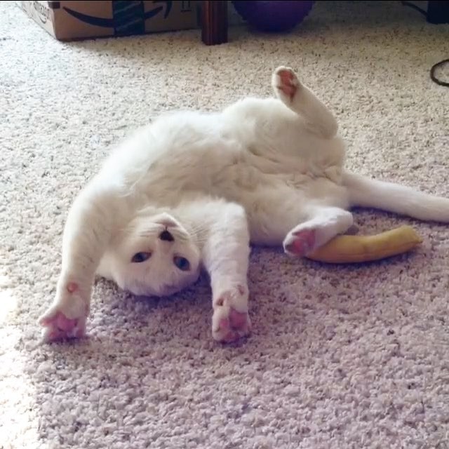 otitis showing his fluffy belly
