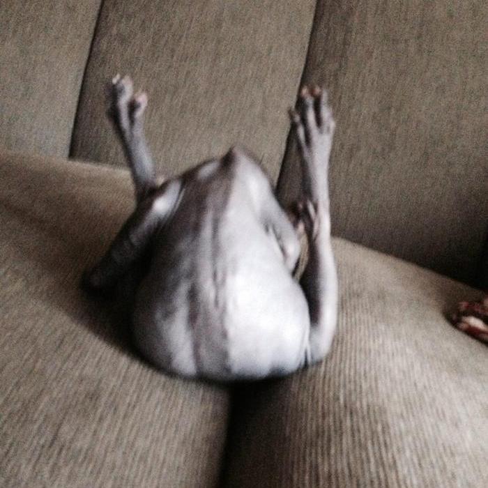 9 cats that look a little too much like turkeys...