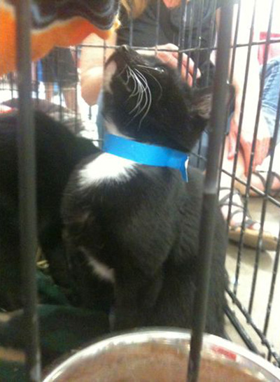 mittens the cat 1