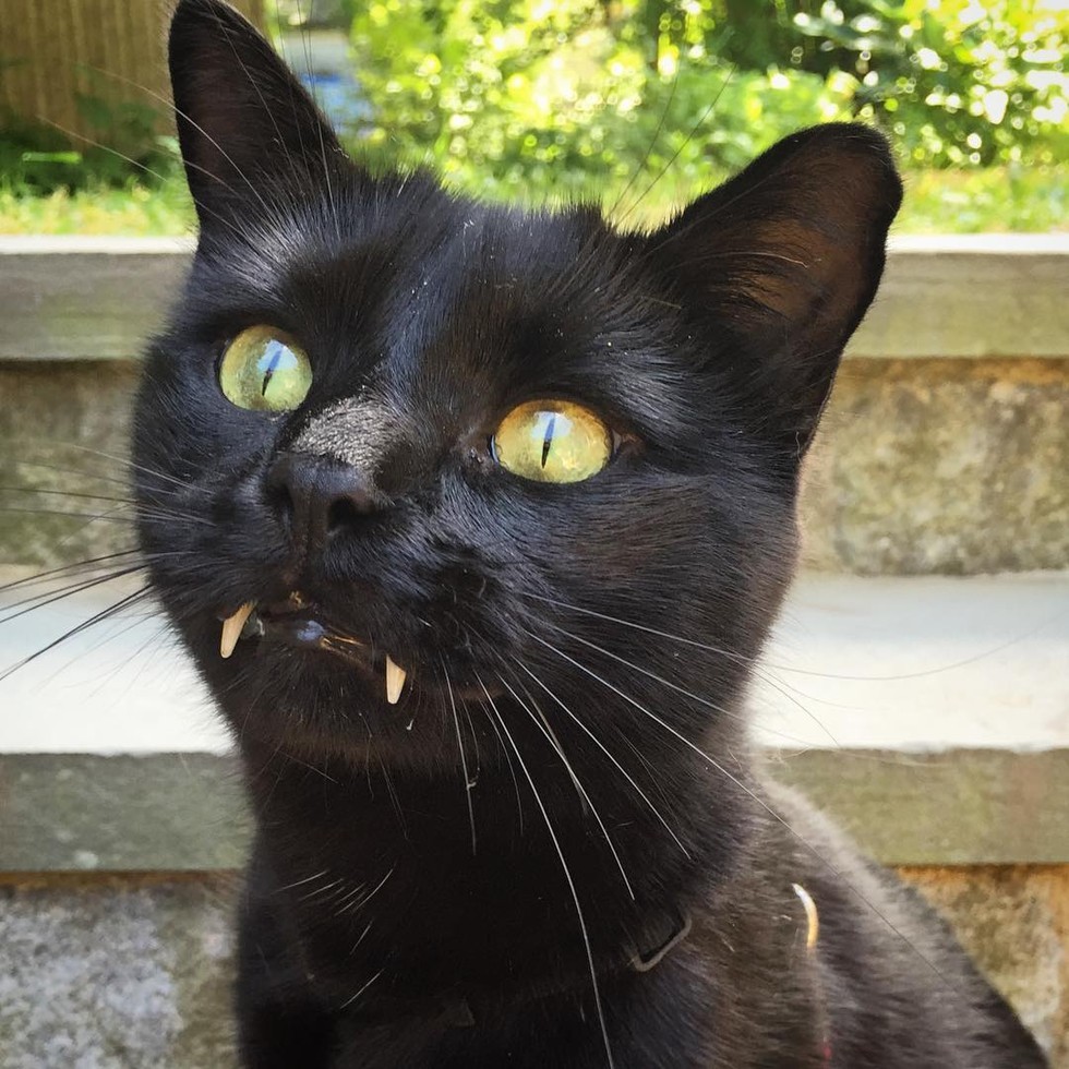 monk the vampire the cat