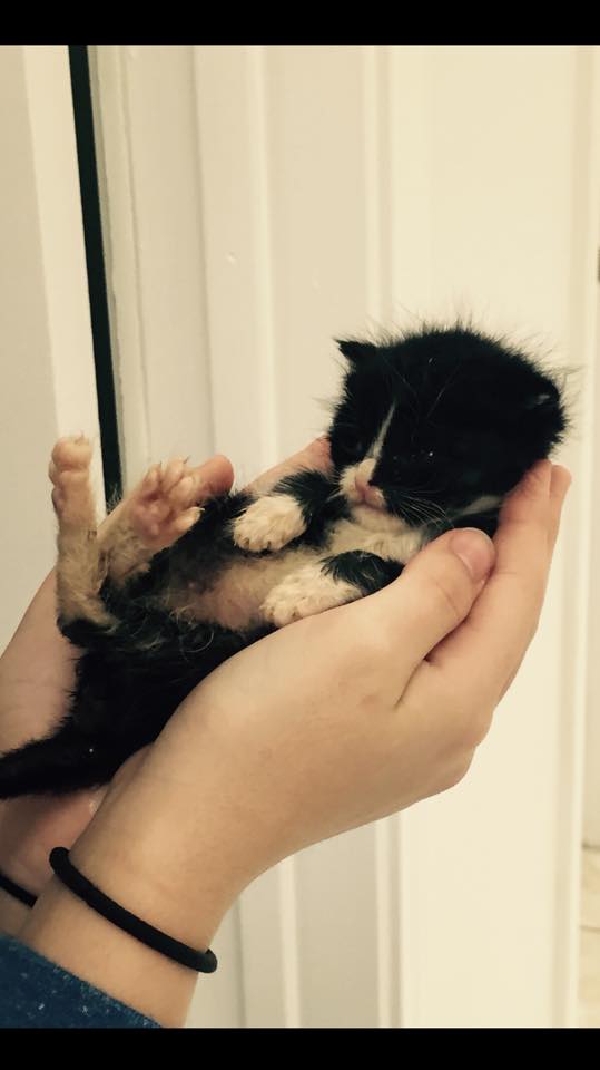 kitten rescued with pitt