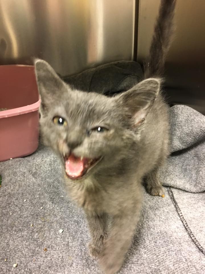 hallie the kitten 5