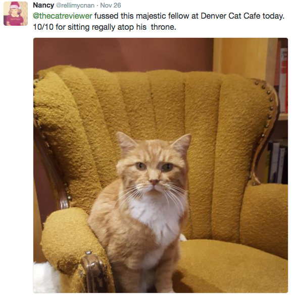 The Cat Reviewer encourages people to review every cat they meet and it