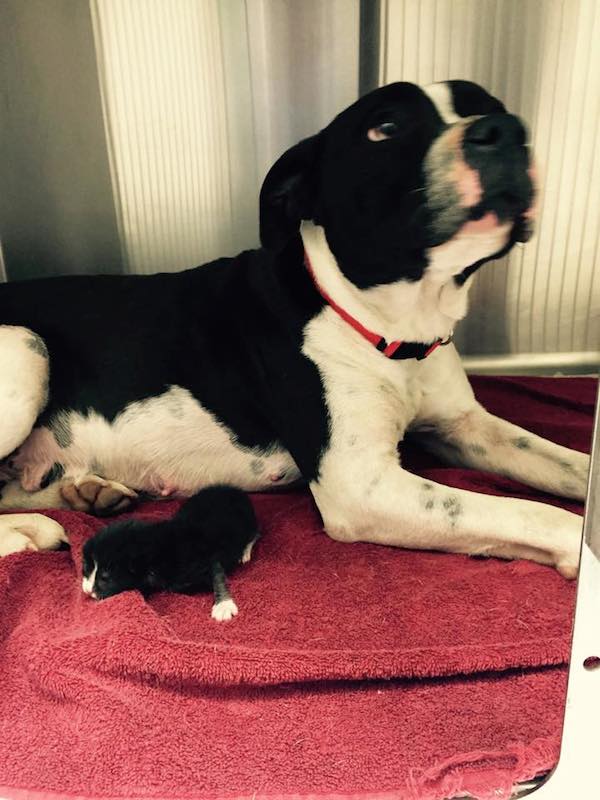 stray pit and kitten