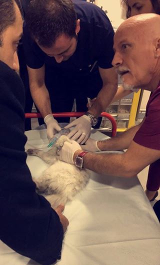 stray cat in hospital