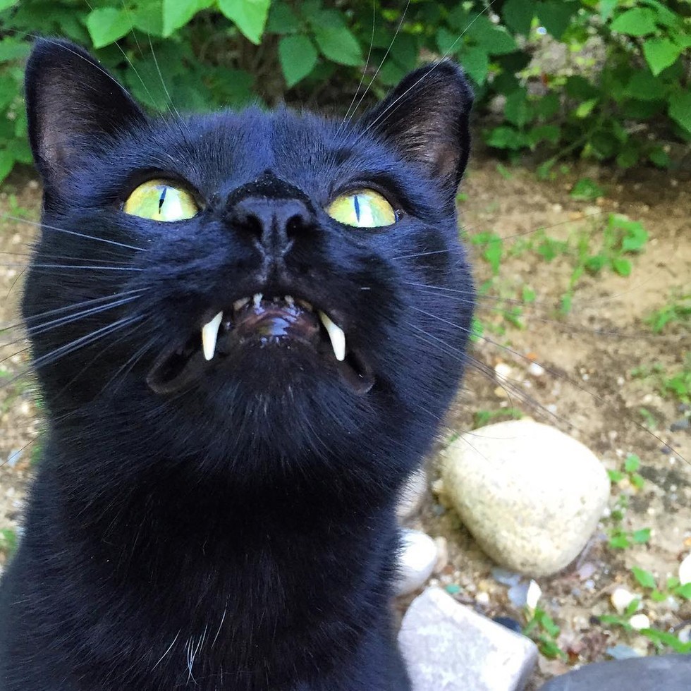 monk the vampire cat 3