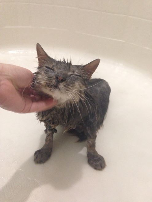 bonnie the cat getting a bath