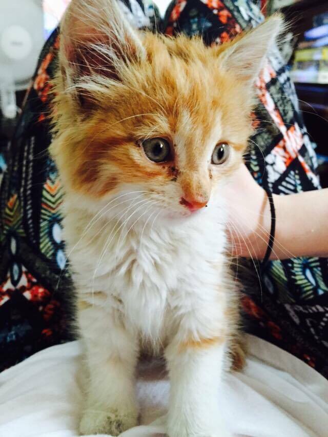 tiger the kitten 3