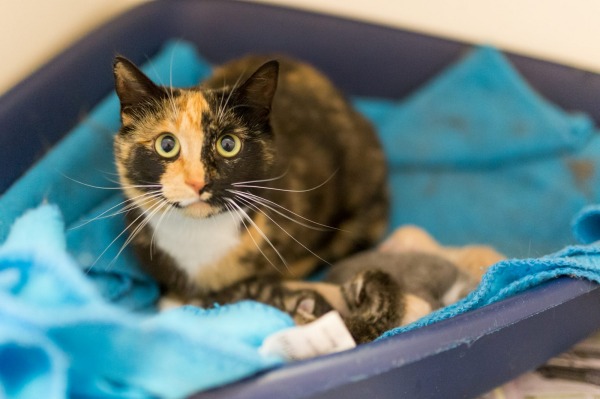 pepper the cat watching over her kittens