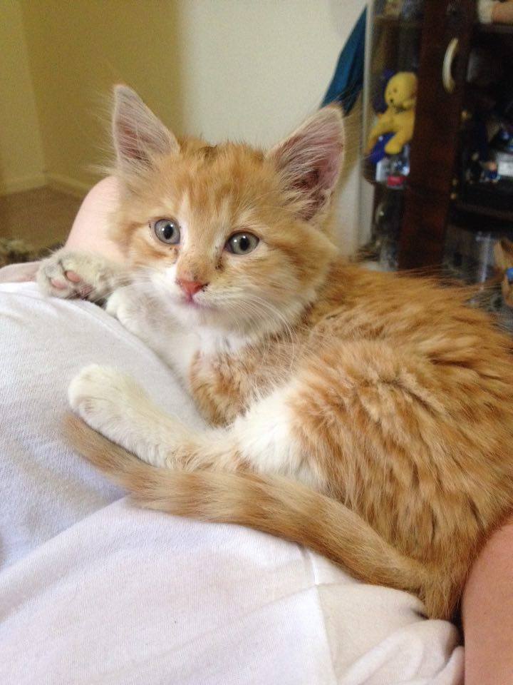 tiger the kitten 4