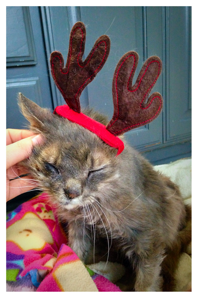 bonnie the reindeer
