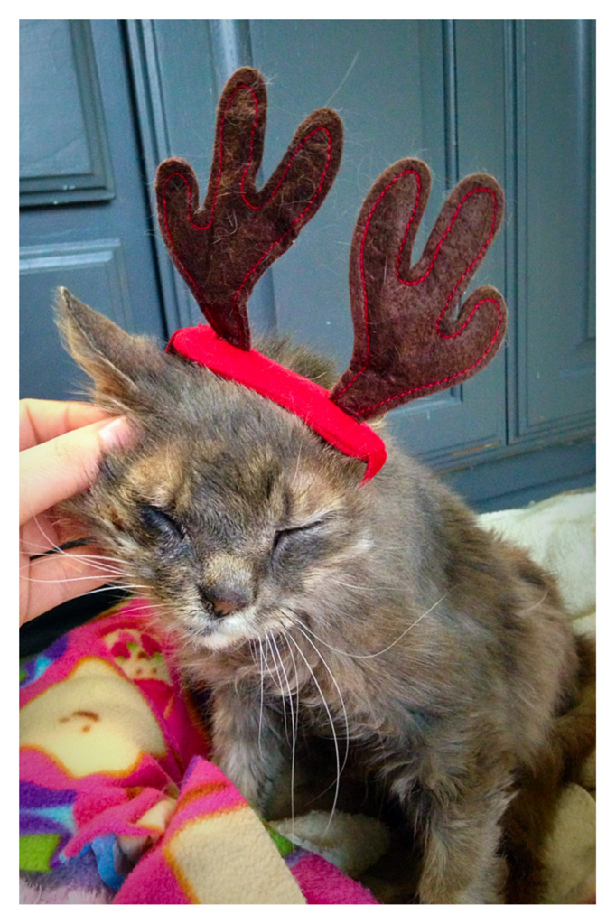 bonnie the reindeer 